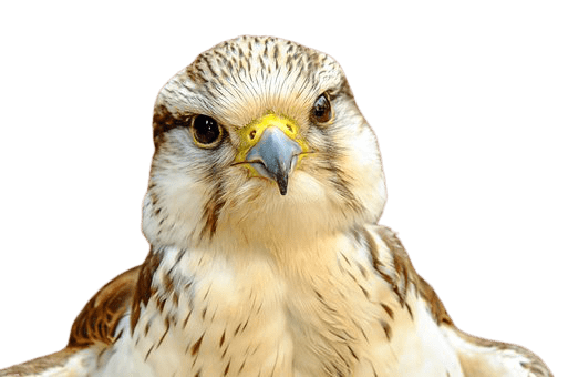 falcon (5)