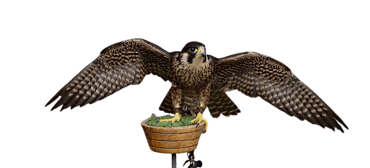 falcon (7)