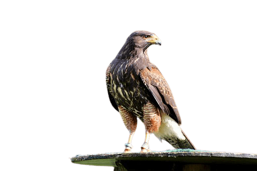 falcon (8)
