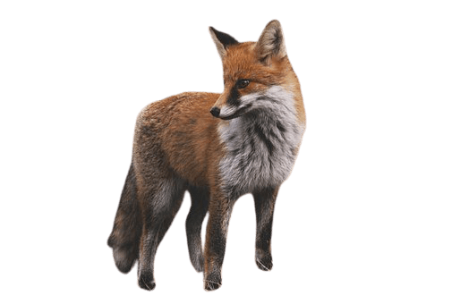 fox-10