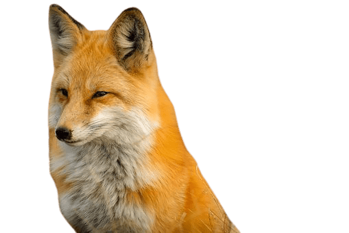 fox-13