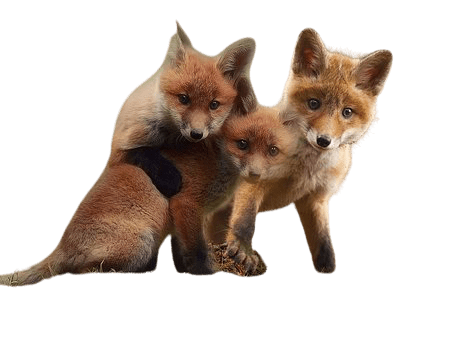 fox-15