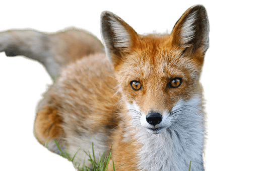 fox-19