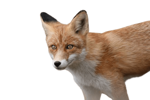 fox-20
