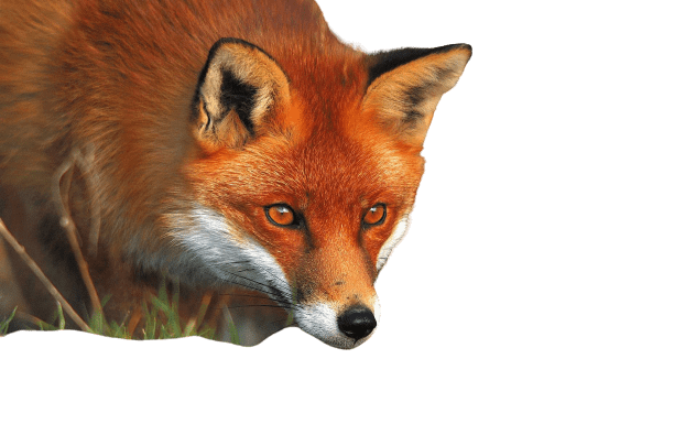 fox-23