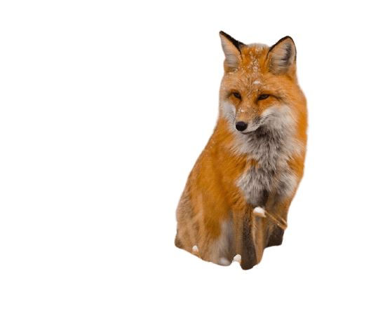 fox-24