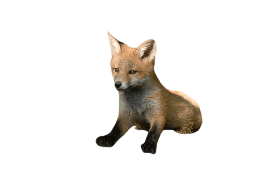 fox-25