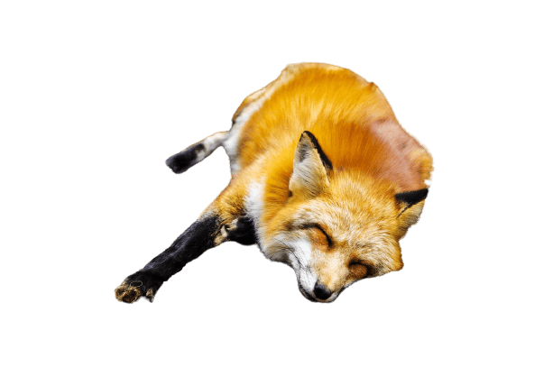 fox-27