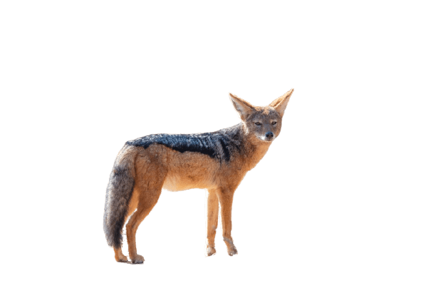 fox-30