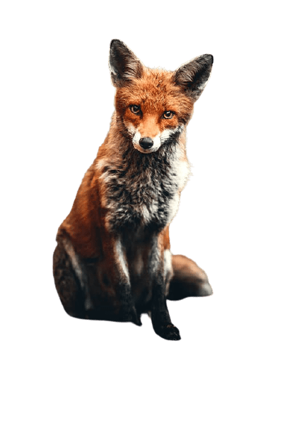fox-32