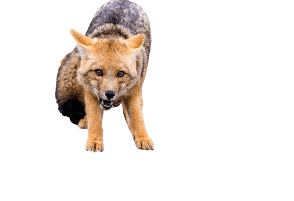 fox-33