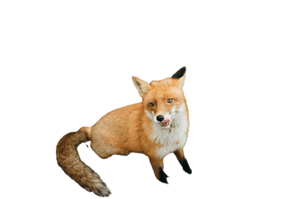 fox-34