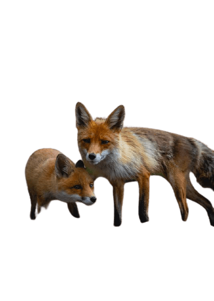 fox-35