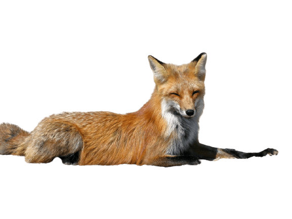 fox-36