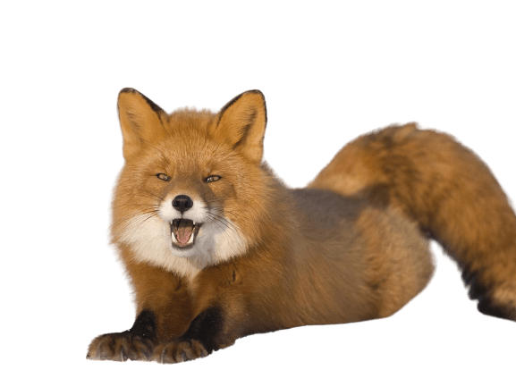 fox-38