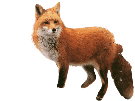 fox-4
