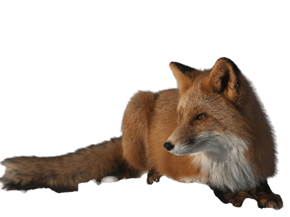 fox-42