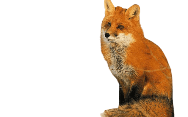 fox-5