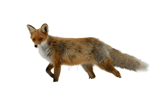 fox png