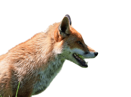 fox-7
