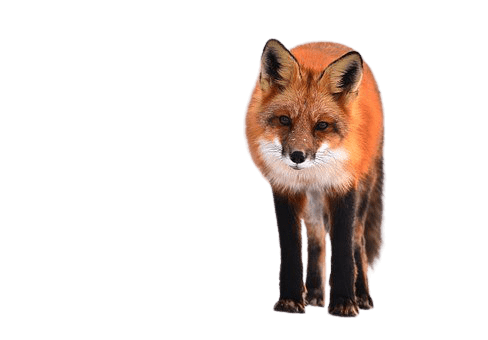 fox-8