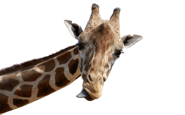 giraffe-11