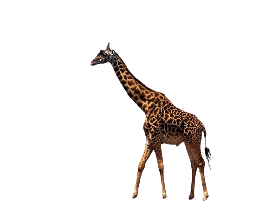 giraffe-14
