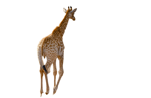 giraffe-15
