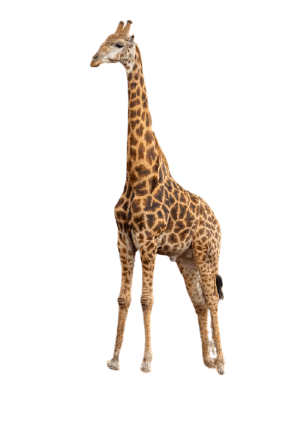 giraffe-17