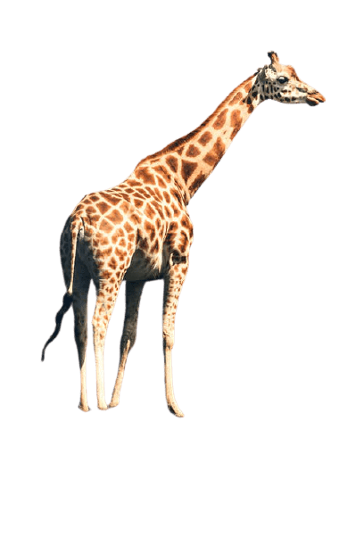 giraffe-20