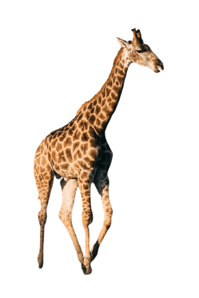 giraffe-21