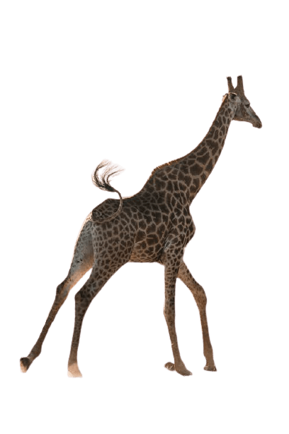 giraffe-22