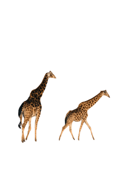 giraffe-23