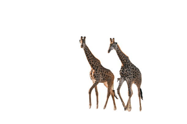 giraffe-24