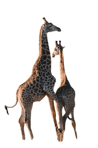 giraffe-25