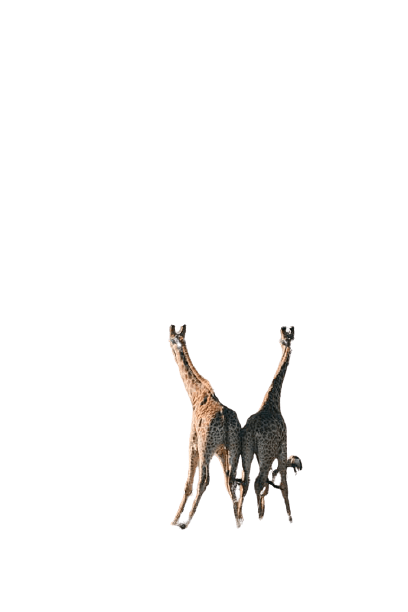 giraffe-26