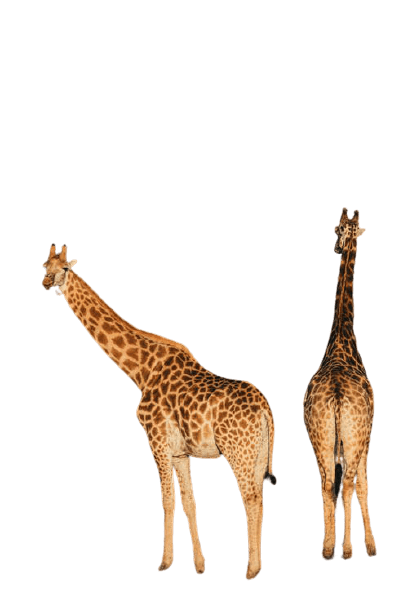 giraffe-28