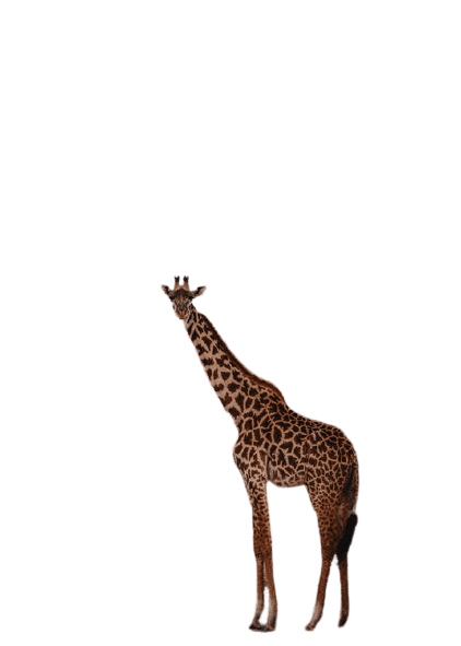 giraffe-29