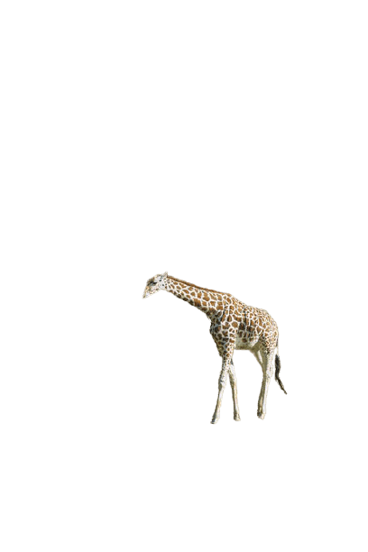 giraffe-30
