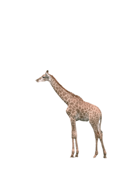 giraffe-31