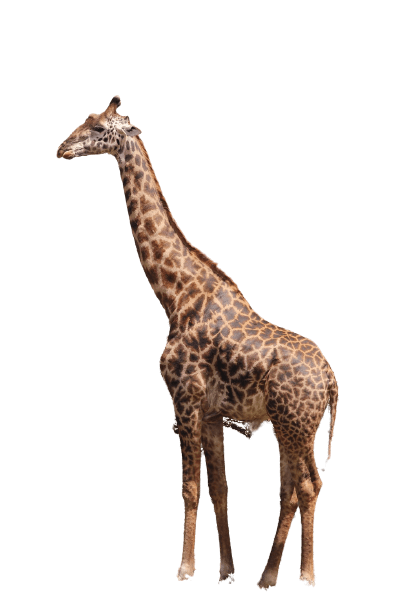 giraffe-33