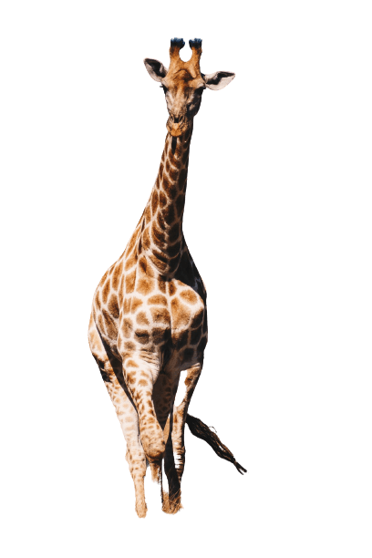 giraffe-34