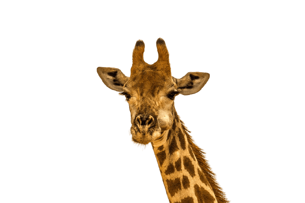 giraffe-35