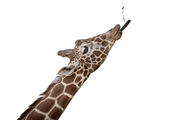 giraffe-36