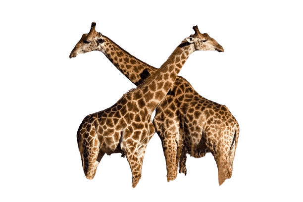 giraffe-4