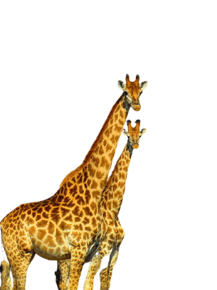 giraffe-7