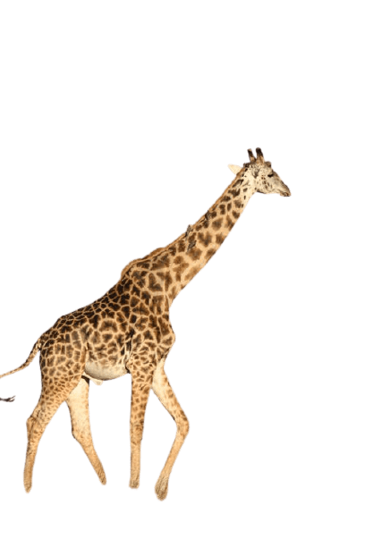 giraffe-8