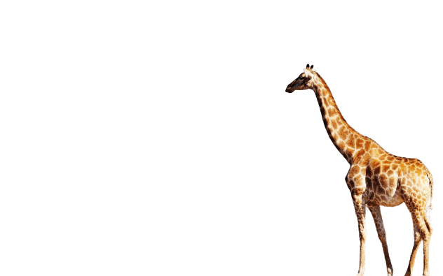 giraffe-9