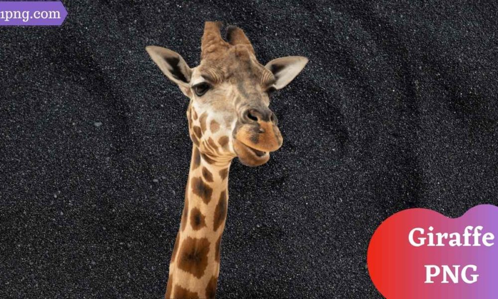 [Best 91+] Giraffe PNG » Hd Transparent Background