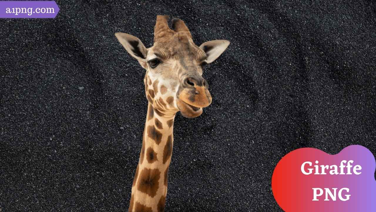 giraffe-png
